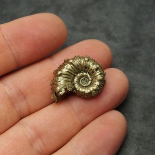 26mm Kosmoceras sp.  Pyrite Ammonite Fossils Callovian Fossilien Russia 3