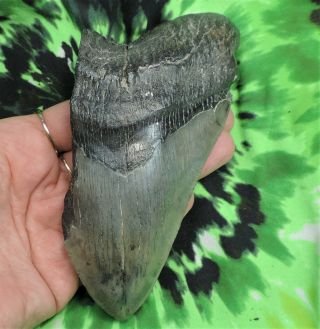 Megalodon Sharks Tooth 5 9/16  Inch No Restorations Fossil Sharks Teeth Tooth