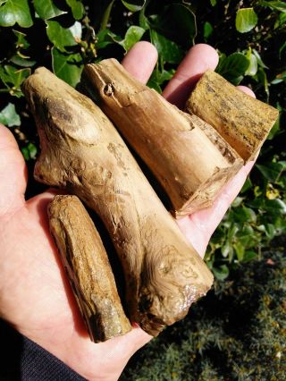 Four (4) Bruneau Wood Pile Idaho Petrified Wood Round Limbs Knots Bark Ring 1.  3