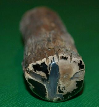 Cut & Polished Petrified Agatized Wood Limb Casting Collected Wyoming,  America 2