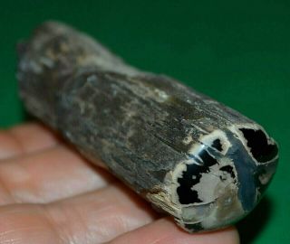 Cut & Polished Petrified Agatized Wood Limb Casting Collected Wyoming,  America 3