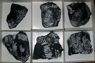 Extinctions - Flat Of 6 White Fossil Fern Plates - St.  Clair,  Pa,