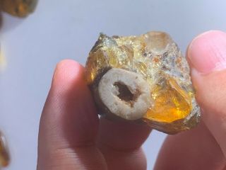 Uncommon Stone Grow In Amber Burmite Myanmar Amber Insect Fossil Dinosaur Age