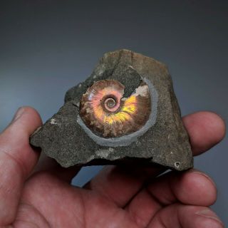 3 Cm (1,  2 In) Ammonite Beudanticeras Shell Cretaceous Russia Russian Ammonit
