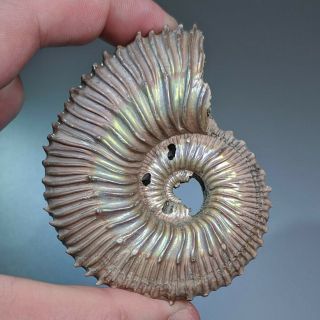 7,  4 Cm (2,  9 In) Ammonite Kosmoceras Pyrite Jurassic Russia Fossil Ammonit