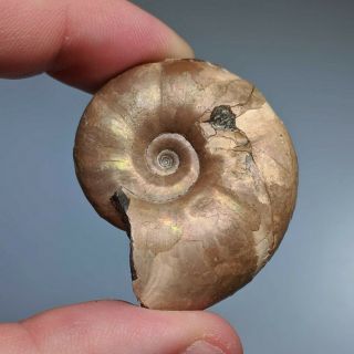 4,  1 Cm (1,  6 In) Ammonite Matheronites Shell Cretaceous Russia Russian Ammonit