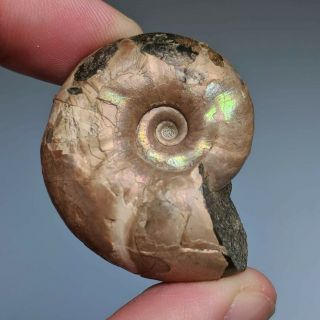 4,  1 cm (1,  6 in) Ammonite Matheronites shell cretaceous Russia russian ammonit 2