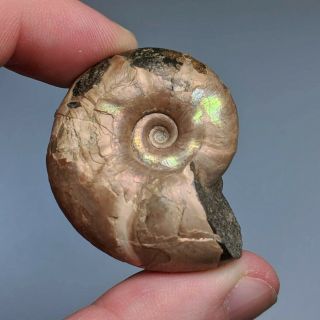 4,  1 cm (1,  6 in) Ammonite Matheronites shell cretaceous Russia russian ammonit 3