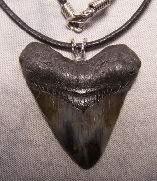 1 11/16 Megalodon Shark Tooth Teeth Wireless Pendant Fossil Necklace Jaw Scuba