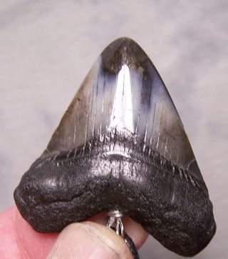1 11/16 MEGALODON SHARK TOOTH TEETH WIRELESS PENDANT FOSSIL NECKLACE JAW SCUBA 2