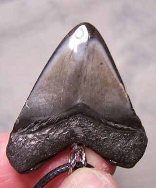 1 11/16 MEGALODON SHARK TOOTH TEETH WIRELESS PENDANT FOSSIL NECKLACE JAW SCUBA 3