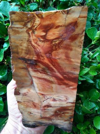 Colorful Face Cut Petrified Wood Agate Stand Up Specimen Central Oregon 3lb 13oz