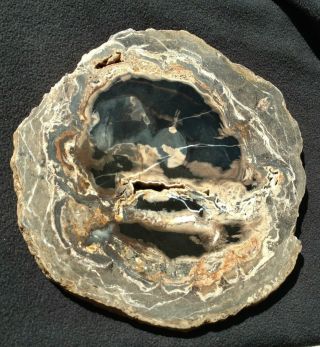 Picture Slab,  Oligocene,  Little Butte Volcanic Fm. ,  Sweet Home,  Oregon