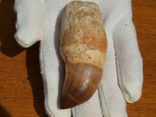Massive Mosasaur Dinosaur Tooth Fossil With Full Root Matrix 3.  34 " Inches