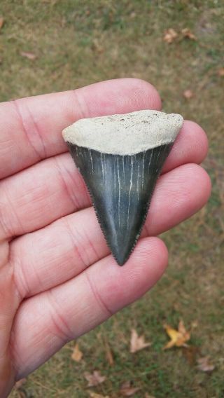 Color 1 7/8 ",  Fossil Great White Shark Tooth Found In Sc Not Megalodon All