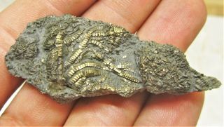Uncommon Pyrite Crinoid 57mm Fossil Uk Jurassic Pentacrinites Fossilis Charmouth