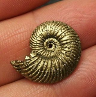 24mm Quenstedtoceras Pyrite Ammonite Fossils Callovian Fossilien Russia