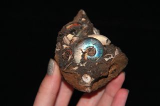 Ammonite Craspedites Jurassic Russia Fossil