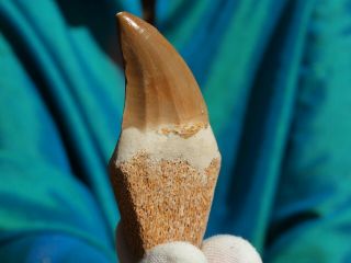 Large Authentic Mosasaur Dinosaur Tooth Fossil With Full Root Matrix 2.  8 " Inches