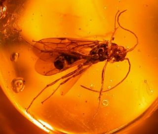 Large Ponerine Winged Ant,  Enhydro In Authentic Dominican Amber Fossil Gem