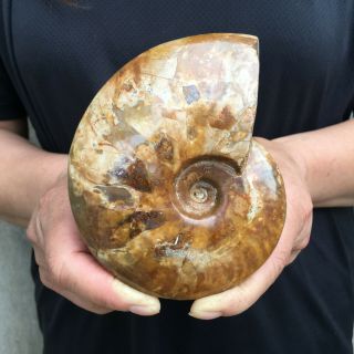 0.  9lb Whole Natural Ammonite Fossil Conch Specimen Madagascar Polished 4.  7 " Axis