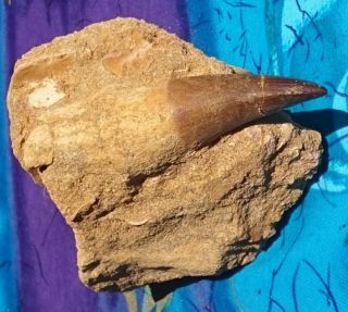 Mosasaur Prognathodon Dinosaur Fossil Tooth With Root,  Phosphate Beds,  Morocco