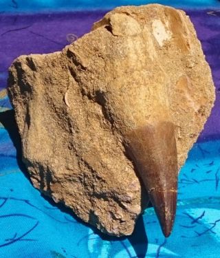 MOSASAUR PROGNATHODON DINOSAUR FOSSIL TOOTH WITH ROOT,  PHOSPHATE BEDS,  MOROCCO 2