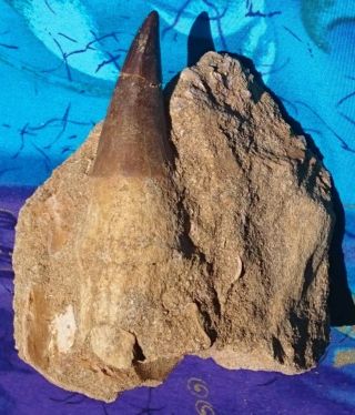 MOSASAUR PROGNATHODON DINOSAUR FOSSIL TOOTH WITH ROOT,  PHOSPHATE BEDS,  MOROCCO 3
