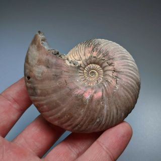 8,  1 Cm (3,  2 In) Ammonite Shell Quenstedtoceras Jurassic Pyrite Russia Fossil