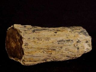 Rw Rare 4 1/2 " Long " Petrified Wood Limb " From Eagles Nest In Oregon