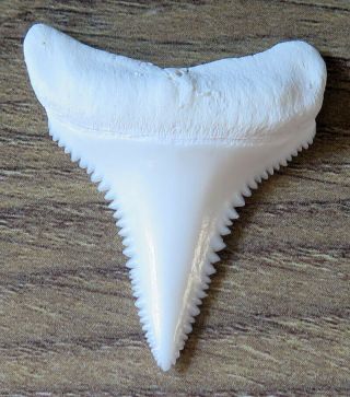 1.  549 " Lower Nature Modern Great White Shark Tooth (teeth)