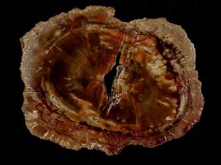 Rw " Petrified Wood Round " Araucarioxylon Arizonicum