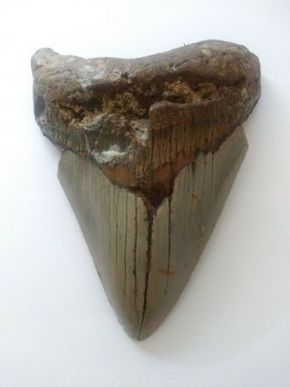 4.  20 " Megalodon Shark Tooth Fossil 100 Authentic
