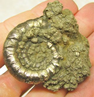 Large Golden Eoderoceras 45 Mm Jurassic Pyrite Ammonite Fossil Uk Gold