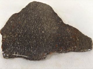 Dig - N - Utah: Slab Dinosaur Bone Dino Gem Fossil Rough I 515