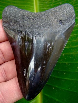 Megalodon Shark Tooth - Over 3 & 1/2 In.  - Real Fossil Sharks Teeth - Jaw