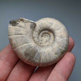 6 cm (2,  4 in) Ammonite Eogaudryceras cretaceous Russia russian ammonit 2
