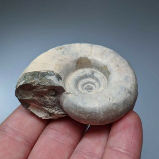6 cm (2,  4 in) Ammonite Eogaudryceras cretaceous Russia russian ammonit 3