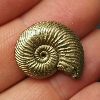 26mm Quenstedtoceras Pyrite Ammonite Fossils Callovian Fossilien Russia Pendant