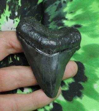 Megalodon Sharks Tooth 2 3/4  Inch No Restorations Fossil Sharks Teeth Tooth