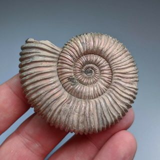 6 Cm (2,  4 In) Ammonite Peltoceras Jurassic Pyrite Russia Fossil Ammonit