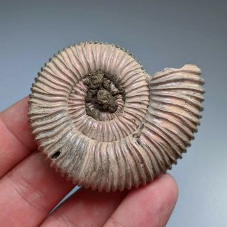 6 cm (2,  4 in) Ammonite Peltoceras jurassic pyrite Russia fossil ammonit 2