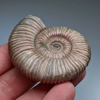 6 cm (2,  4 in) Ammonite Peltoceras jurassic pyrite Russia fossil ammonit 3