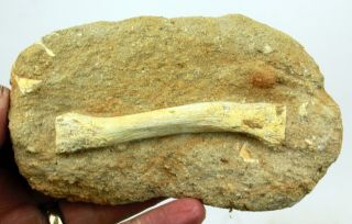 Mosasaur Paddle Bone In Matrix 1910 From Morocco • 4.  0 Inches