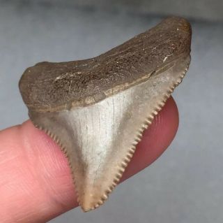 Peace River Megalodon Shark Tooth Fossil Sharks Teeth Bone Valley Era Gem Jaws
