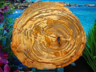 Petrified Wood Slab W/bark Gorgeous Orange Sable Zebra Stripe Circles 9 "