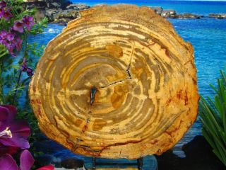 Petrified Wood Slab w/Bark GORGEOUS ORANGE SABLE ZEBRA STRIPE CIRCLES 9 