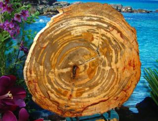 Petrified Wood Slab w/Bark GORGEOUS ORANGE SABLE ZEBRA STRIPE CIRCLES 9 