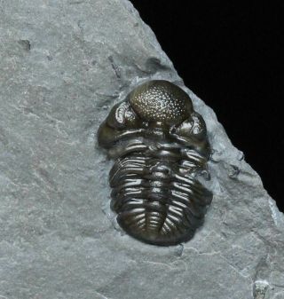 York Trilobite,  Eldredgeops Rana (phacops Rana),  Prone
