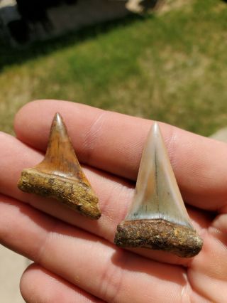 Bakersfield Fossil Shark Tooth Hill Shark Teeth Isurus Hastalis Mako Extinct